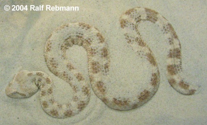 Cerastes cerastes Bild01